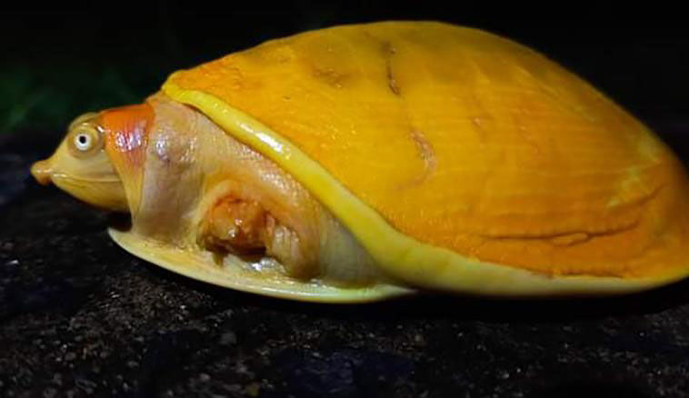 Flapshell turtle